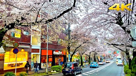 Cherry Blossom 2023 - Yokohama・4K - Alo Japan