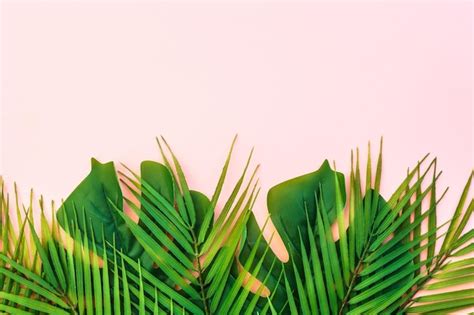 Premium Photo | Palm leaves on pink background