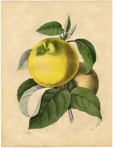 Free Botanical Art Prints - Apples - The Graphics Fairy