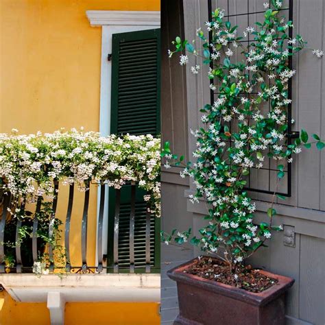 Best Balcony Privacy Plants: 12 Beautiful Ideas to Create a Private Oasis - Tiny Partments