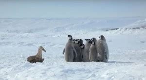 Create meme "emperor penguin, Emperor penguin, penguin polar bear funny" - Pictures - Meme ...