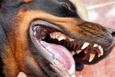 Why Is My Rottweiler Not Eating? 11 Reasons For This Behavior