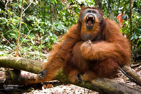 Sumatran Orangutan yawning showing his big teeth - Adventure of a Lifetime