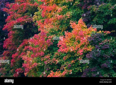 Fall foliage norway maple trees hi-res stock photography and images - Alamy