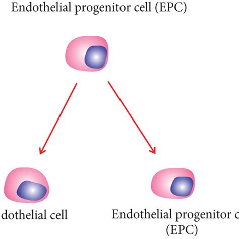 Difference between stem cells and progenitor cells. | Download ...