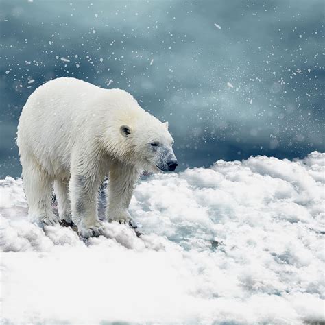 polar bear, snow, predator, cold, nature, winter, animal, arctic, bear, animal world | Pxfuel