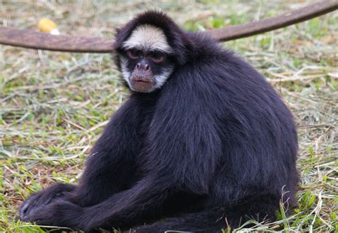 White-Cheeked Spider Monkey - Profile | Facts | Endangered - Primates Park