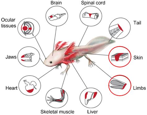 Summary of tissues/organs that can be regenerated by axolotls ...