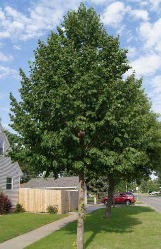 6 fast growing shade trees – Artofit