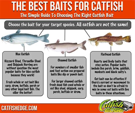 Best Catfish Bait: The Top 5 Catfish Baits Made Simple | Best catfish ...