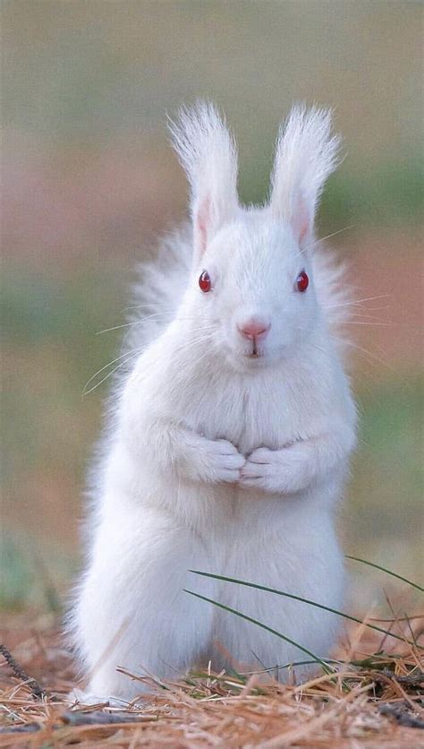 Albino Squirrel - Awesome | Albino animals, Animals beautiful, Rare albino animals