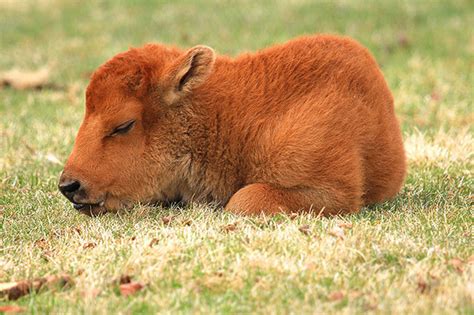 Sleepy Baby Buffalo | Bored Panda