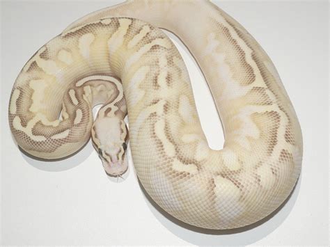 Morph List - World of Ball Pythons