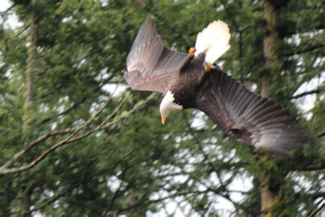 Bald Eagle wing span | Impressive wing span! | Cathy Britt | Flickr