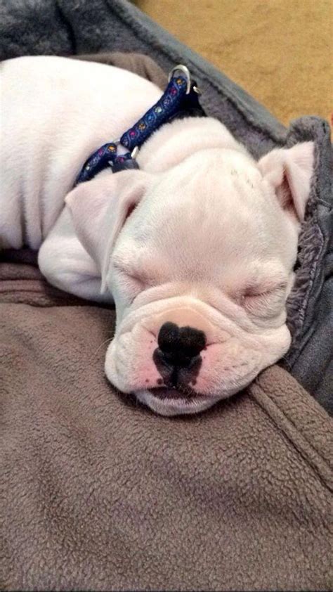 14 Of The Weirdest But Truly Wonderful Boxer Sleeping Positions | PetPress | Boxer dogs funny ...