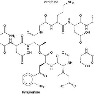 Structure of daptomycin. In NBD-daptomycin, the free amino group of... | Download Scientific Diagram