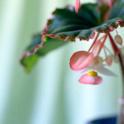 Types Of Begonias Indoor? Indoor Begonias: A Guide to the Most Popular Varieties • The Indoor ...