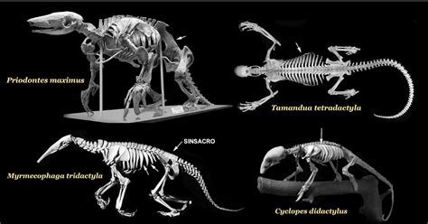 "A EVOLUÇÃO DOS MAMÍFEROS" THE Evolution OF THE MAMMALS: XENARTHRA ...