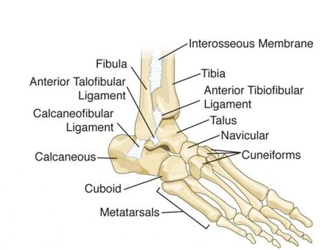 Left Foot Bone Diagram