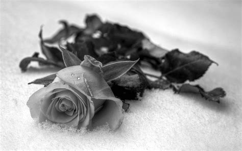 Flowers, Drops, Flower, Rose Flower, Rose, Petals, Bw, Chb HD wallpaper | Pxfuel