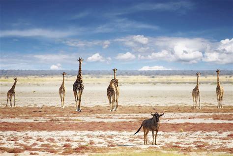 Damaraland | The Namibia Safari | Accommodation, 4x4 Car Hire, Tours ...