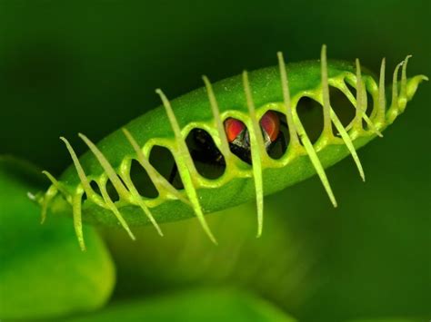 Carnivorous Plant Habitats - What Are Carnivorous Plants And How Are They Grown