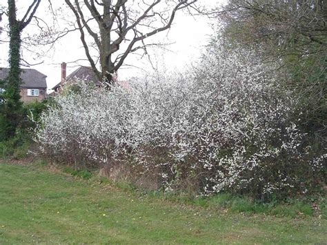 Blackthorn - Prunus spinosa, species information page. Also known as Sloe.