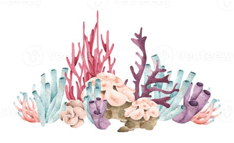 Seaweeds. Underwater ocean plants, sea coral elements. Watercolor illustration. 11286620 PNG