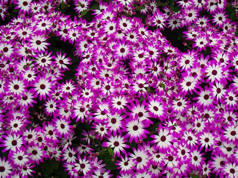 Closeup of beautiful small Purple and white Daisy like Flowers ...