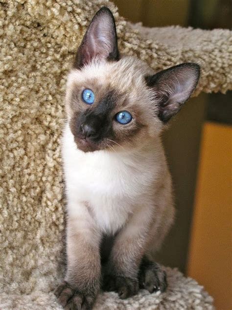 Breeders of Siamese kittens available for sale. Siamese kittens raised in our loving home ...