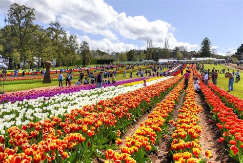 Tulip Festival of Kashmir: A Celebration of Spring's Beauty - Travel Destination Club