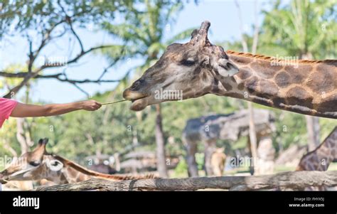 feeding giraffe in the Zoo Stock Photo - Alamy