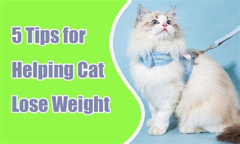 5 Tips for Helping Your Cat Lose Weight – MEWCATS