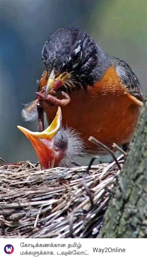 Robin feeding baby | Backyard birds, Colorful birds, Nature animals