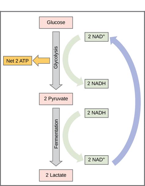 Anaerobic Respiration - Process - Regulation - TeachMePhysiology