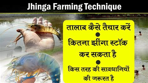 मीठे पानी झींगा पालन-Jhinga Farming In India– jhinga palan kese kerin ...