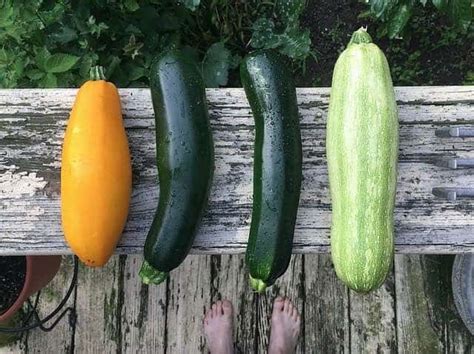 Spacing and Growing Your Indoor Squash Plants: A Simple How-To - Ready To DIY