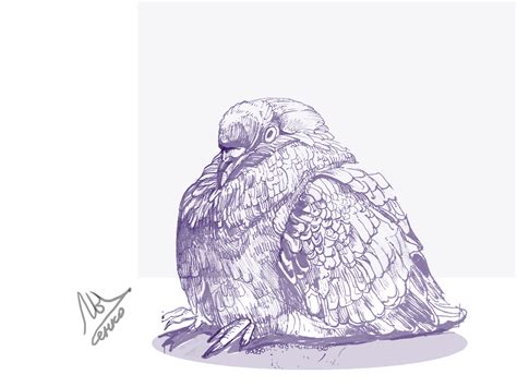 line art pigeon by Yuliia Lysenko on Dribbble