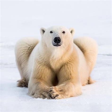 Explore Canada on Instagram: ““Spending time with Hudson Bay polar ...