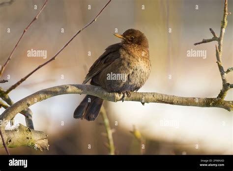 Blackbird, Turdus merula, female Stock Photo - Alamy