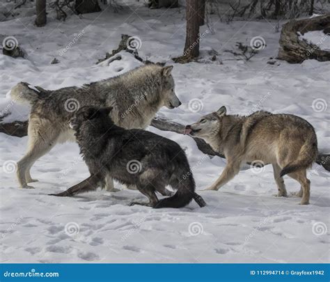 Wolf Pack Playing in the Snow Stock Photo - Image of snow, canine: 112994714