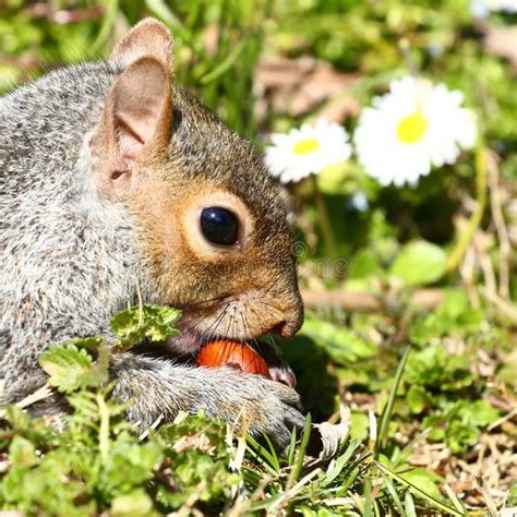 Squirrel Eating Nuts Stock Photo - Image: 68870095