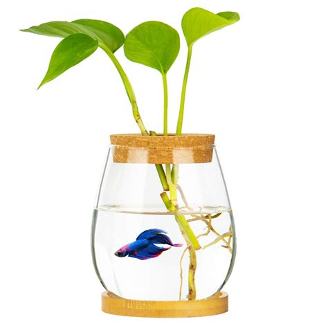 Betta Fish Tanks With Plants