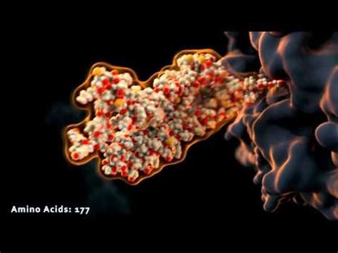 Scientific animation: protein production and folding | Protein folding, Protein, Animation