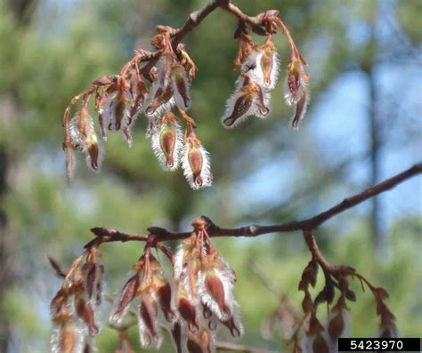 Arkansas Tree Database - Winged Elm, Cork Elm