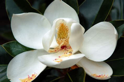 Louisiana State Flower: Magnolia Is The Symbol Of Strength » FloraQueen