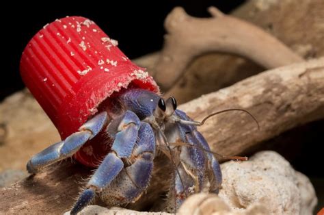 The Best Hermit Crab Habitat: Reviews & Guide 2022 - My Life Pets