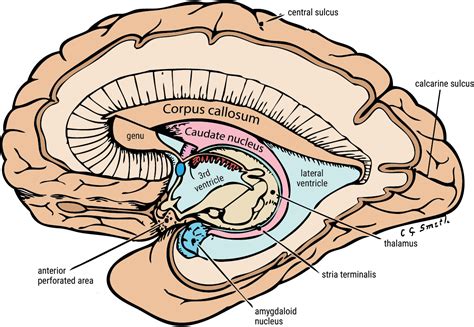 U.Br.Columbia - Drawing Caudate nucleus and amygdala - English labels | AnatomyTOOL