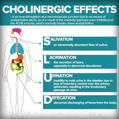 Cholinergic Effects #mnemonic #nursingschool #nursingresources - Image Credits: Colleen R ...