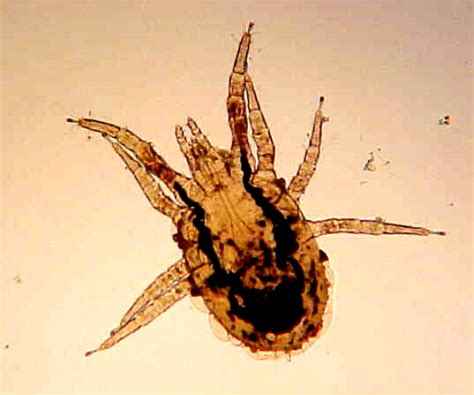 Parasitic bird mites - Plant & Pest Diagnostics